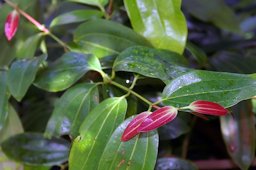 Cinnamomum verum J. S. Presl, äkta Kanel, (As C Zeylanicum - Taiwan), United States Botanic Garden