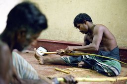 Cinnamon farmers peeling the bark off the branch in Sri Lanka