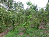 Canneliers de Ceylan (Cinnamomum verum) au Sri Lanka (Province du Sud)