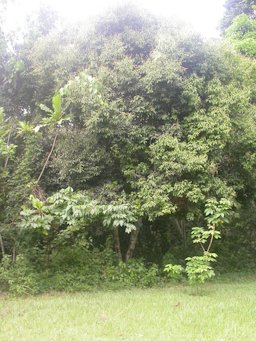 Ceylon cinnamon growing at the Kisantu Botanic Garden, Democratic Republic of the Congo (formerly Zaire)