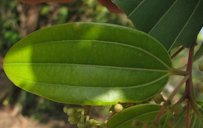 Cinnamomum verum, Sakleshpur, India
