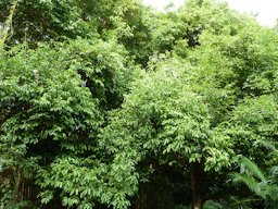Cinnamomum verum - Cinnamon, at Ho'omaluhia Botanical Garden in Kaneohe, HI