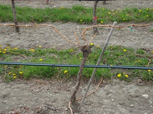 A cane-pruned vine