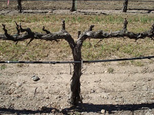 A spur-pruned vine