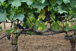 Spur pruned vine during the growing season