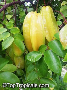 Averrhoa carambola fruit ripening