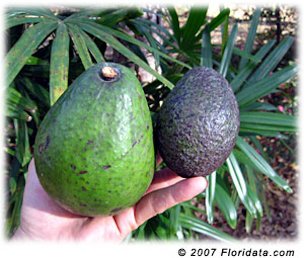 A West Indies type avocado is on the left and a dark rough-skinned Mexican type avocado is to the right.