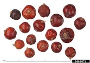 Bignay (Antidesma bunius) fruit(s)