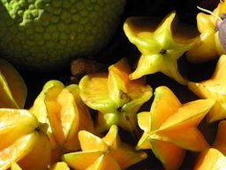 Averrhoa carambola (Star fruit, carambola). Fruit from Pali o Waipio at Hawea Pl Olinda, Maui, Hawaii