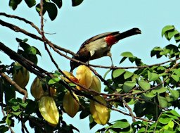 Red Vented Bulbul feasting on carambola