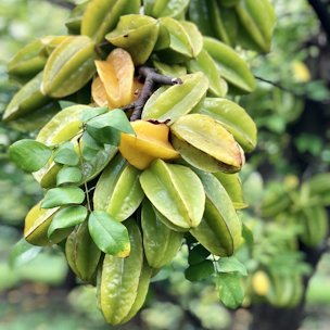 Carambola fruit is commonly called star fruit in the United States.