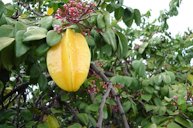 Carambola ripe fruit, flowers and leaves