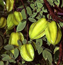 Carambolas, Arkin variety, unripe fruit