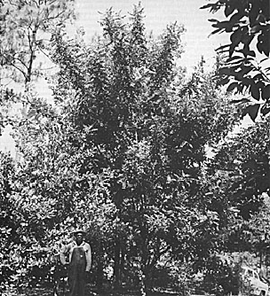 Fig. 34: A rarity in southern Florida, this carob tree on the campus of the University of Miami was 15 years old when photographed in 1954. It is still bearing small fruits every year without cross-pollination.
