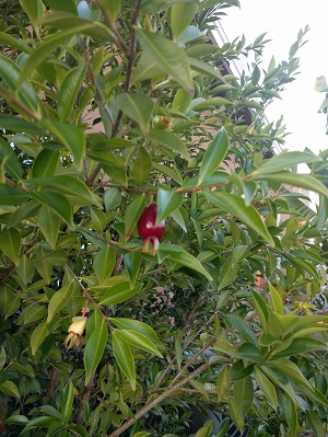 First ripe fruit of the year for this plant