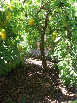 Clear an area of your tree to check on the ripening of your fruit