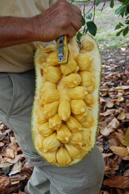 Inside the leathery exterior of the jackfruit are starchy seeds surrounded by a sweet, aromatic flesh