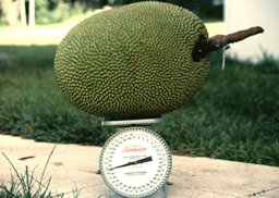The Dang Rasimi jackfruit originated in Thailand