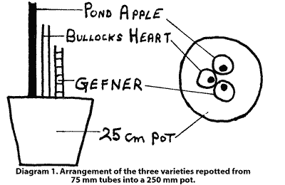 Sketch of how to plant 3 small trees for approach grafting