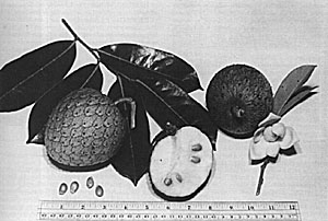 Fig. 25: The scarcely-edible mountain soursop (Annona montana)