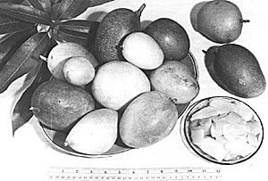 Fig. 59: Some mangoes (Mangifera indica) more or less commonly grown in dooryards of southern Florida in the mid-1940's.