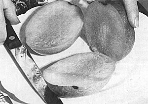 Fig. 61: Low-fiber mangoes are easily prepared for the table by first cutting off the "cheeks" which can then be served for eating by spooning the flesh from the "shell".
