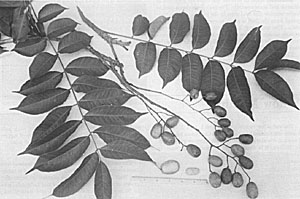 Fig. 70: The true yellow mombin (Spondias mombin) is borne in dangling clusters.