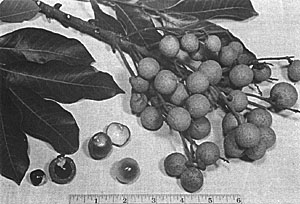 The brown-skinned longan (Euphoria longan), less luscious than the lychee, is hardier, bears heavily and later in the year