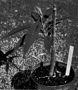Green sapote (Calocarpum viride) grafted on mamey sapote (C. mamosum) rootstock