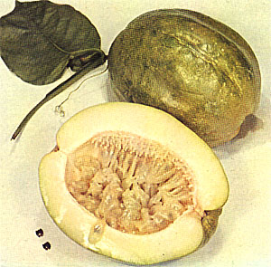 Plate XLV: GIANT GRANADILLA, Passiflora quadrangularis