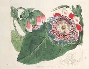 Passiflora quadrangularis L.
