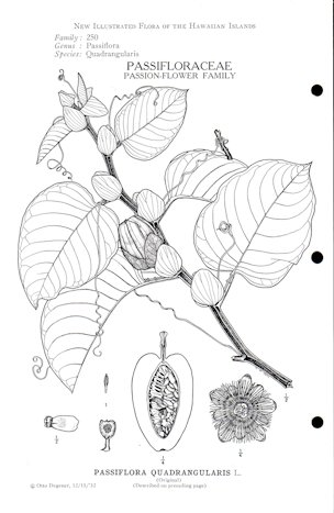 Passiflora quadrangularis L.