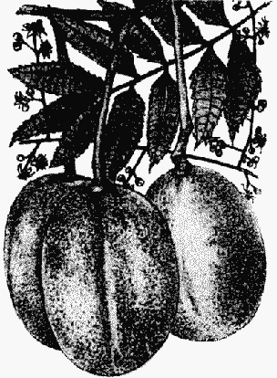 Illustration from The Complete Book of Fruit by Leslie Johns and Violet Stevenson.
