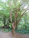 I loved the trunk of this Myrciaria cauliflora, Brazilian Grape Tree, at Lyon Arboretum on Oahu.