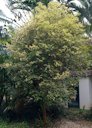Myrciaria Cauliflora (Jaboticaba Brazilian Grape Tree)