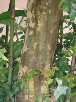 Myrciaria cauliflora (Jaboticaba, Brazilian grape tree) Trunk Makawao, Maui, Hawaii.