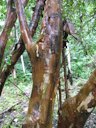 Myrciaria cauliflora (Jaboticaba, Brazilian grape tree). Bark at Keanae Arboretum, Maui, Hawaii.