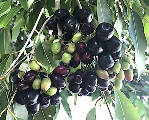 The Java Plum, or Jambul Fruit, is very high in tannins.