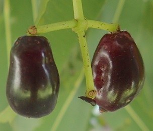 Ripe Jambul (Syzygium cumini) fruit