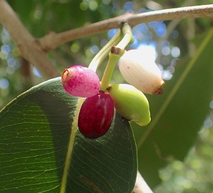 Jambul, species Syzygiym cumini, ripens from white to dark purple