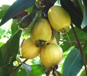Jambul, species Syzygium jambos