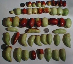 Jujube fruit varies in shape