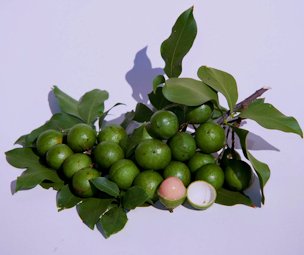 Spanish limes