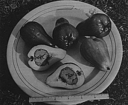 Fig. 102: Glossy, red, juicy, Malay apples (Syzygium malaccense) are sold in markets and along streets in warm areas of the Old and New World.