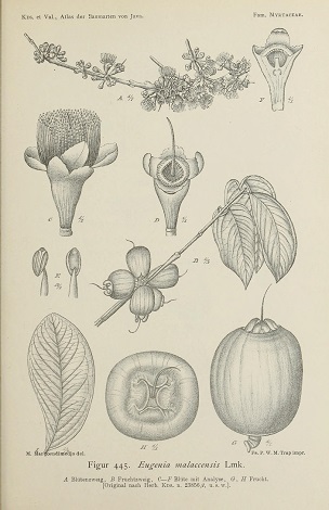 Syzygium malaccense (L.) Merr. & L.M.Perry [as Eugenia malaccensis L.] Malay apple