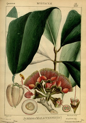Syzygium malaccense (L.) Merr. & L.M.Perry [as Jambosa malaccensis (L.) DC.]