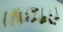 Macadamia integrifolia flower and nut maturation progression