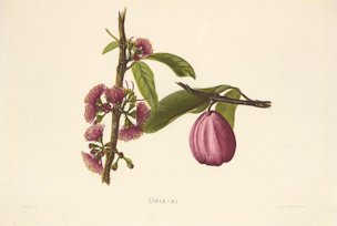 Indigenous Flowers of the Hawaiian Islands by Mrs. Frances Sinclair, Plate 41 (Syzygium malaccense)