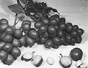 Fig. 75: The mamoncillo (Melicoccus bijugatus), with its large seeds and thin layer of adhering flesh, provides little but juice.