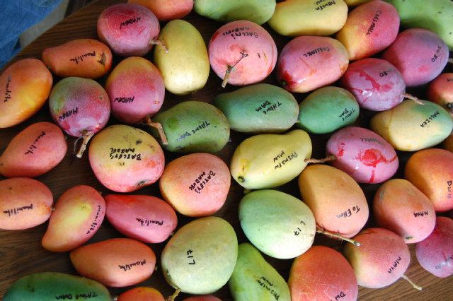 Mango varieties vary greatly in shape, size, color and flavor.